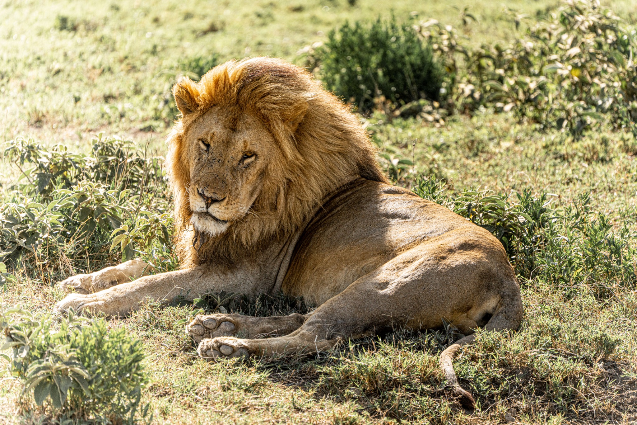 Male lion resting in the Serengeti grasslands